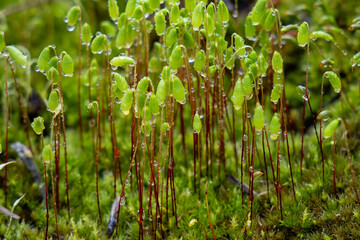 Morning dew on the moss.