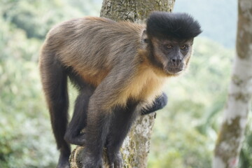 The black capuchin (Sapajus nigritus), also known as the black-horned capuchin, is a capuchin monkey from the Atlantic Forest in south-eastern Brazil. Bosco Park site, Tianguá – Ceará. Brazil.