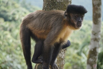 The black capuchin (Sapajus nigritus), also known as the black-horned capuchin, is a capuchin monkey from the Atlantic Forest in south-eastern Brazil. Bosco Park site, Tianguá – Ceará. Brazil.