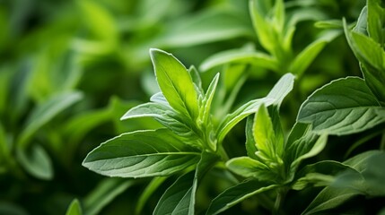 the leaves of a stevia plant