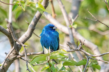 Indigo Bunting