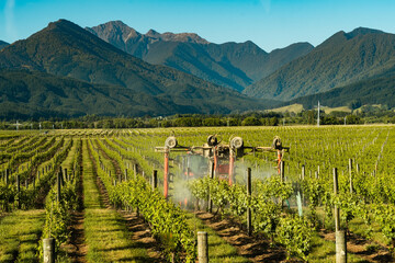 Vineyard Splendor: Scenic Beauty of Blenheim, Marlborough, South Island, New Zealand in 4K Ultra HD