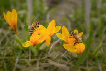 Krokusy i pszczoły. - 751700788