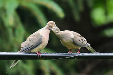 Mourning Doves