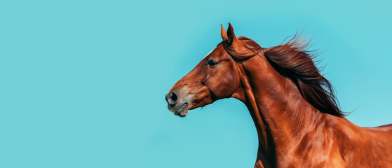 Cavalo marrom isolada no fundo azul - Papel de parede - obrazy, fototapety, plakaty