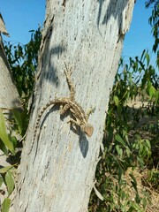 lizard on a tree