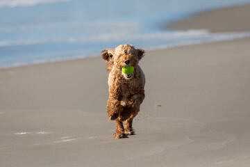 Dog running with tennis ball on the beach