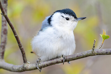 White Breasted Nuthatch