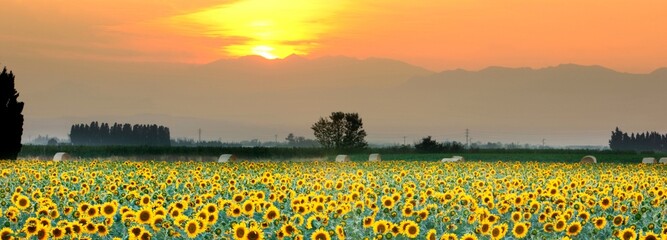 Golden Glow: Sunset Over Emporda's Sunflower Field with Lens Flare in 4K Ultra HD