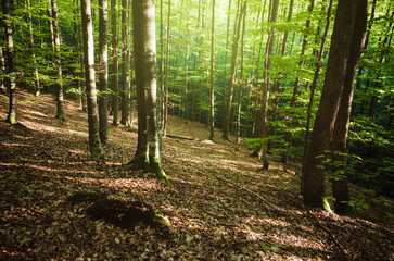 green natural woods in bright sun light