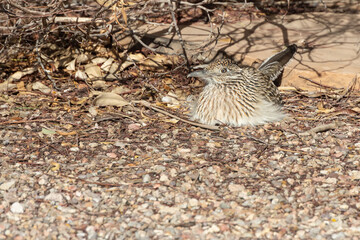 Roadrunner laying down in gravel
