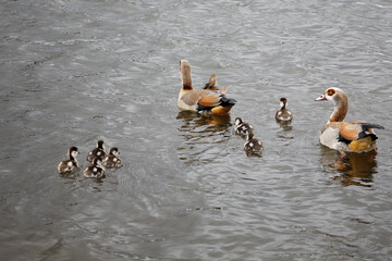 Family of Egyptian geese in a pond in Richmond Park, London