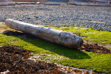 BIg log lying on the river shore in some moss