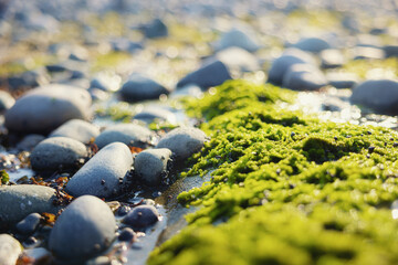 Closeup photo of some pebble stones and moss