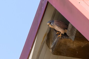 Aufnahme eines Turmfalken in seinem Unterschlupf