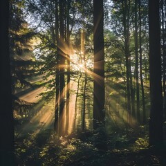 Sunlight coming through the canopy in the forest generative ai