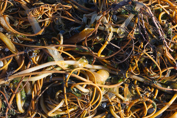 Large amount of brown kelp on the ground closeup - 751706541