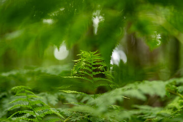 Fototapeta na wymiar ferns in the forest