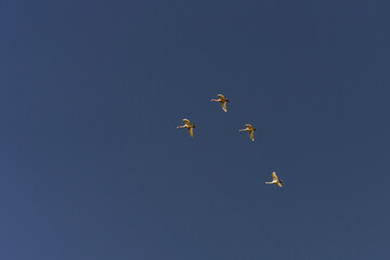 лебеді у небі