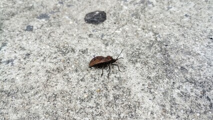 bug on the ground