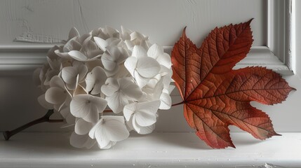 Abstract composition with hydrangea branch and autumn maple leaf against white studio refined background