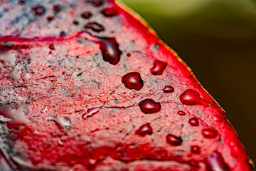 Water.drops on an autumn leaf. Red autumn tones. blooming, colors, textures and lights, close up details. droplets on red flowers Water droplets on red flowers