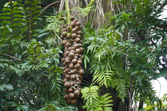 Fruits of Attalea speciosa (babassu, babassu palm, baba&ccedil;u, cusi) Arecaceae family. Sitio do Bosco Tiangua, Cear&aacute;, Brazil.