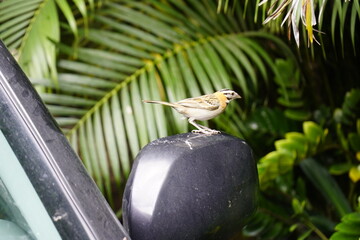 Fruits of Attalea speciosa (babassu, babassu palm, babaçu, cusi) Arecaceae family. Sitio do Bosco Tiangua, Ceará, Brazil.