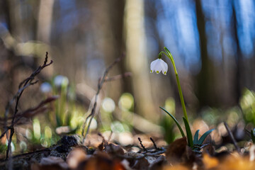 Spring white flower of Bledule - Leucojum vernum with green leaves in wild nature in floodplain forest. Spring flower