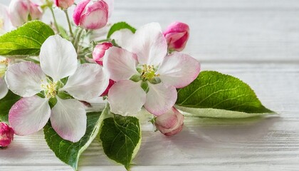 Fototapeta na wymiar pink and white apple flowers on white background