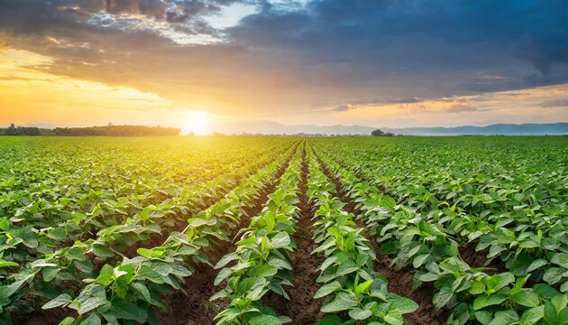 agricultural soy plantation on field with sunset background
