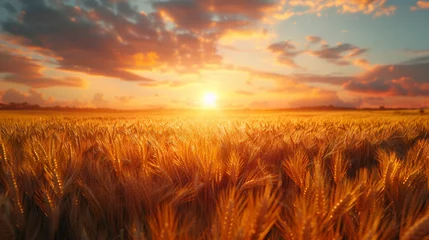 Türaufkleber Rural landscape of sunrise over the fields of grain on the first day of summer. © Matthew