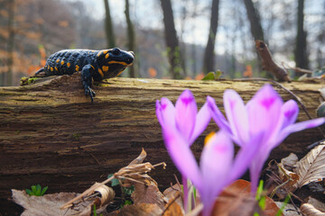 Beautiful lizard Fire salamander among pink crocus flowers (Safran, Geanthus) in the spring forest