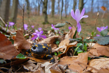 Beautiful lizard Fire salamander among pink crocus flowers (Safran, Geanthus) in the spring forest