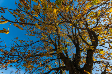 Ein Baum im Herbst und blauer Himmel