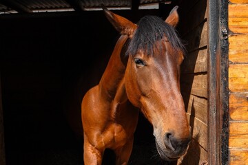 Un beau cheval brun marron dans son box à l'écurie