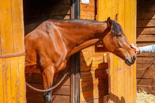 Un beau cheval marron &agrave; l'&eacute;curie et se faisant caresser le chanfrein	