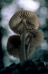 mushroom, Mycena (Grooved Bonnet) growing through leaf litter in the woodland. Sardinia, Italy