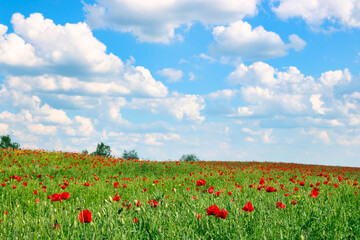 Poppies flower meadow and blue sky with clouds springtime landscape
