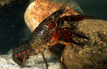Louisiana red crayfish, red swamp crayfish, Louisiana swamp crayfish, red crayfish (Procambarus clarkii), male. Sardinia, Italy