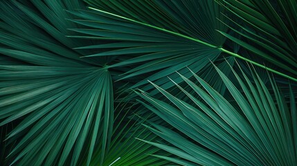 tropical palm leaves background