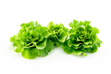 Cos Romaine lettuce isolated on white background. Fresh green salad leaves from garden - obrazy, fototapety, plakaty