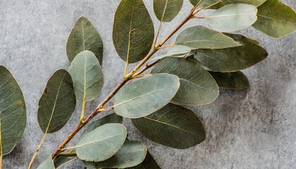 close up view of dry eucalyptus branch