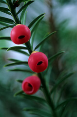 A green branch with the red berries of european yew or taxus baccata tree