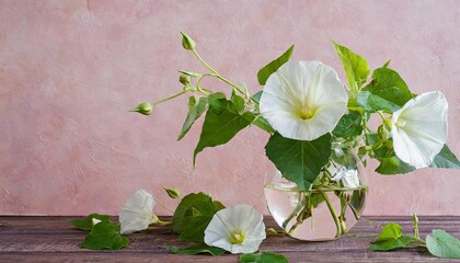 stems of bindweed with flowers and green leaves in little glass vase on rose background