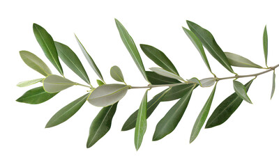 Fresh olive branch with green leaves, cut out - stock png. - obrazy, fototapety, plakaty