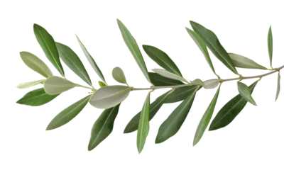Fotobehang Fresh olive branch with green leaves on transparent background - stock png. © Volodymyr