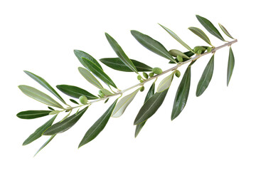 Olive branch with young green olives, cut out - stock png.
