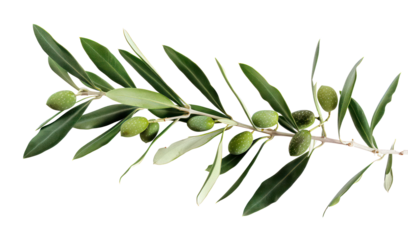 Fresh olive branch with green leaves, cut out - stock png.