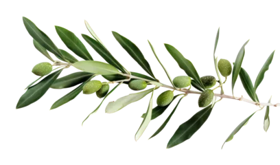 Gordijnen Fresh olive branch with green leaves on transparent background - stock png. © Volodymyr